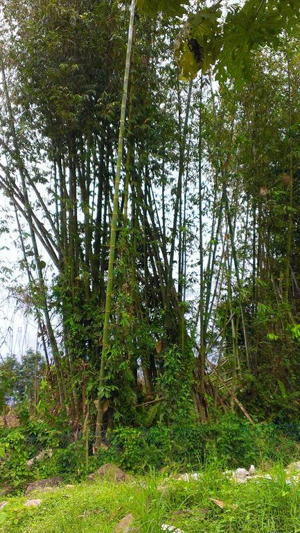 Kinabalu Poring Vacation Lodge Kampung Poring Bagian luar foto